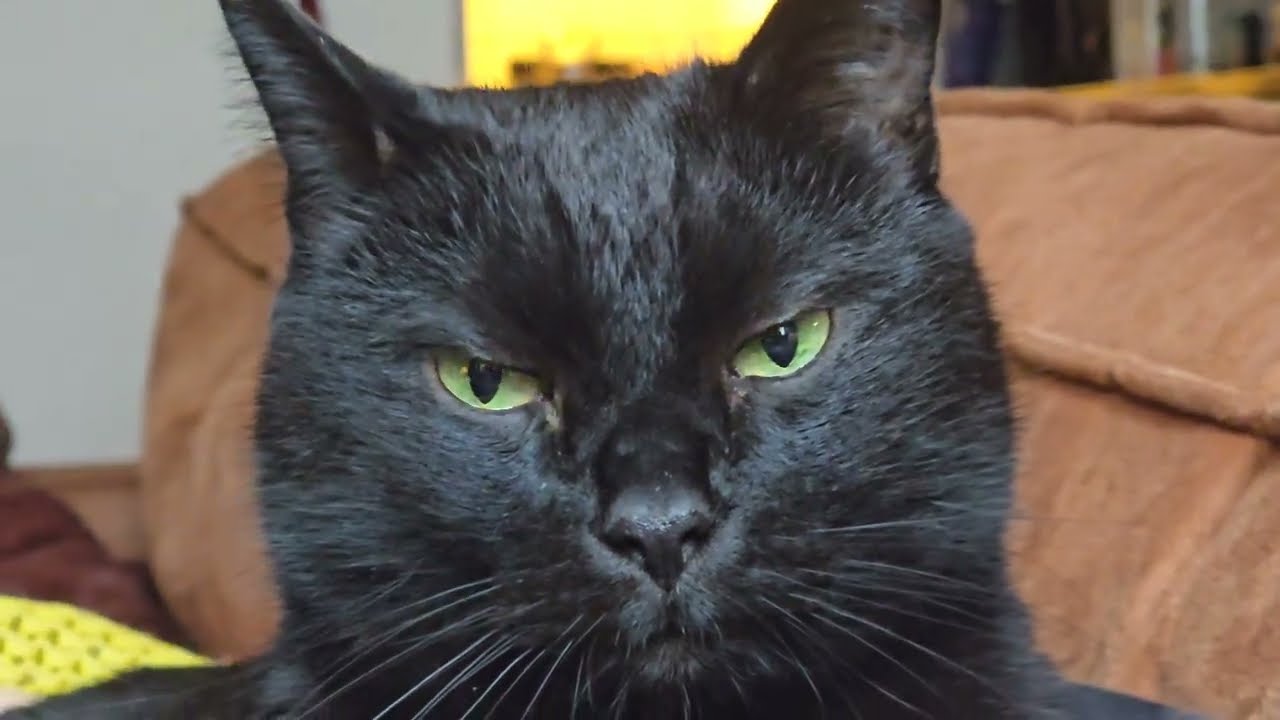 🇻🇳 Странные вьетнамские суеверия: от драконов до метлы