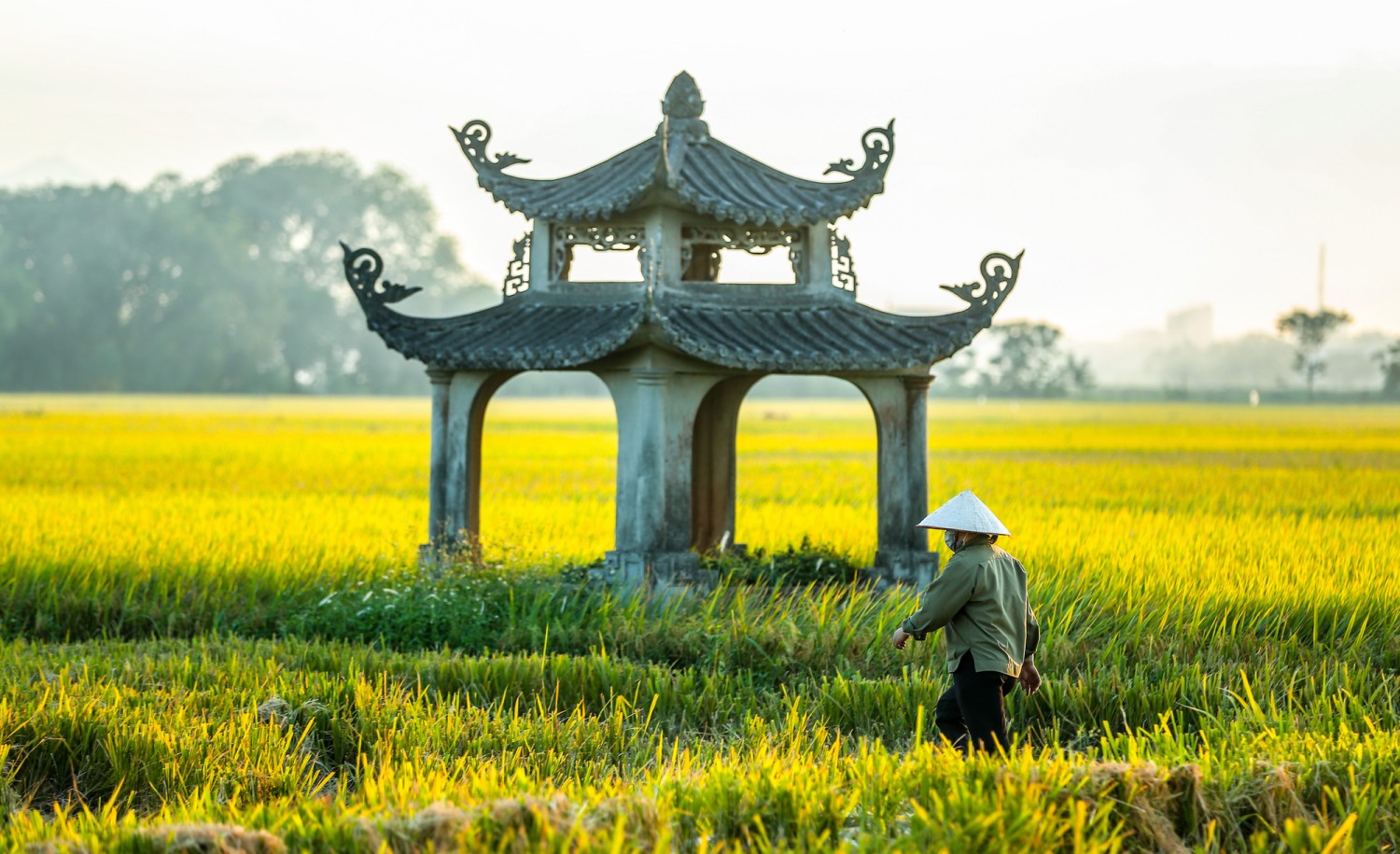 🌾 Могилы среди Рисовых Полей: Культурный Феномен Дельты Меконга